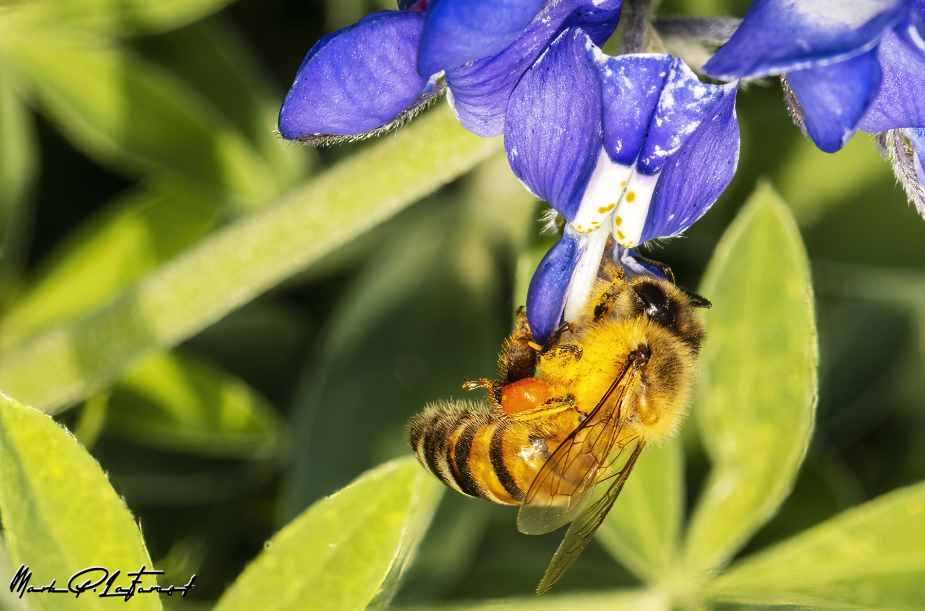 /gallery/north_america/USA/Texas/austin/Honey Bee Spring 2023-002_med.jpg